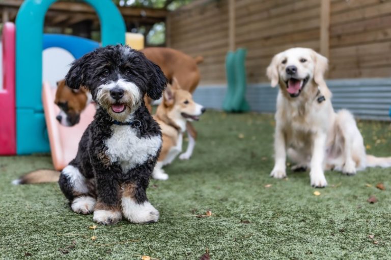 Pets Love These Northern VA Pet Sitters and Boarding Services