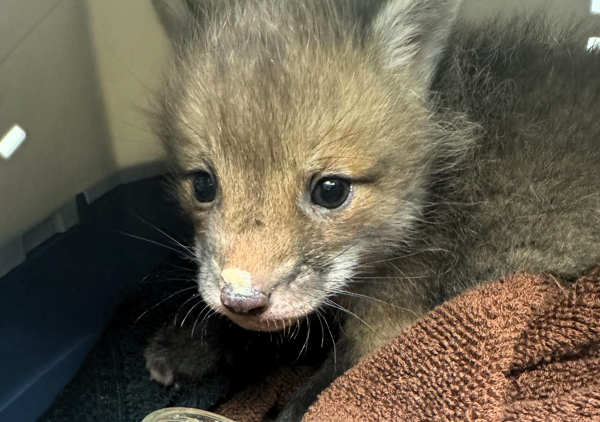 Injured Animal? Meet Arlington's Wildlife Rescue Experts