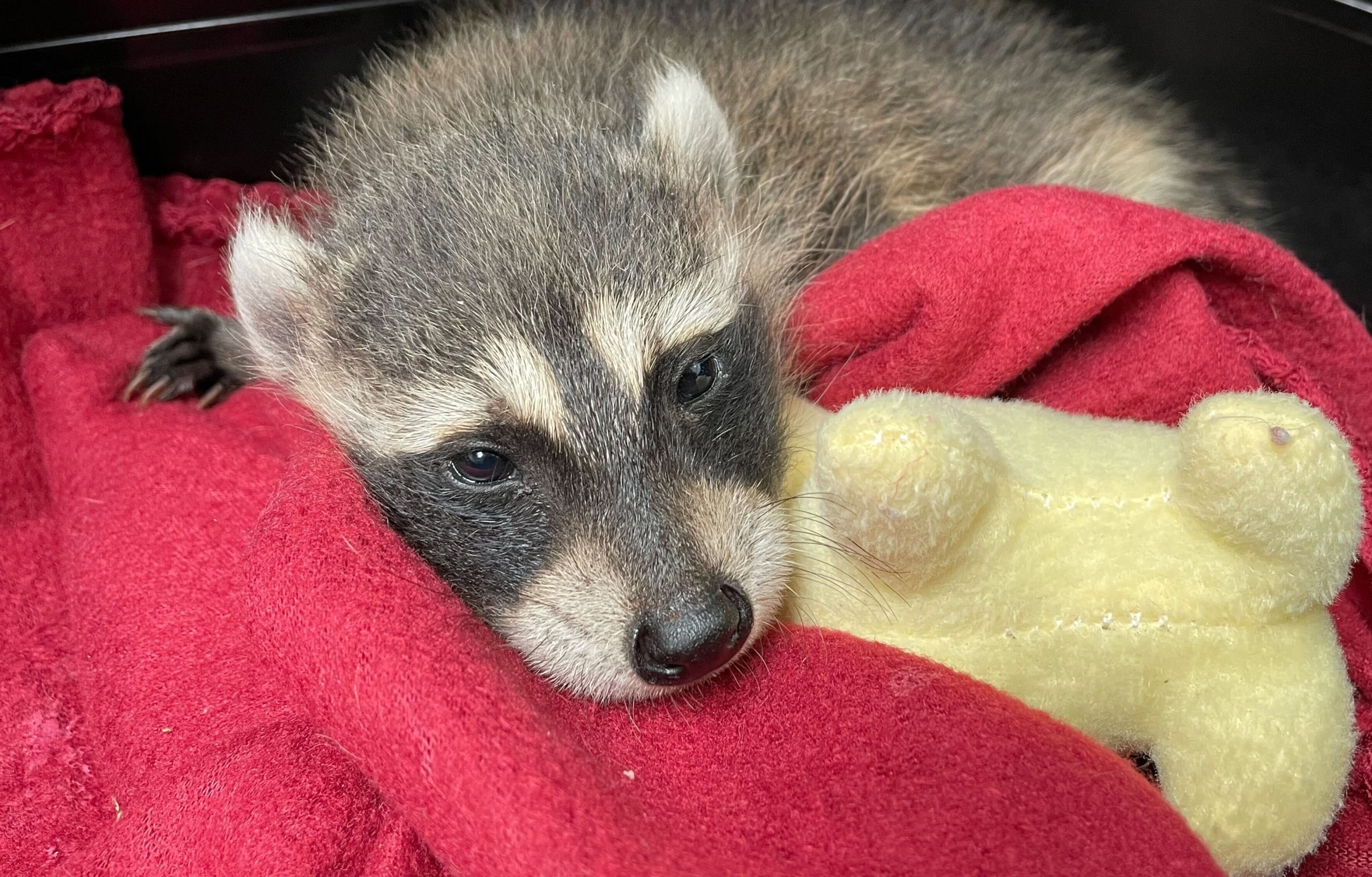 Injured Animal? Meet Arlington's Wildlife Rescue Experts