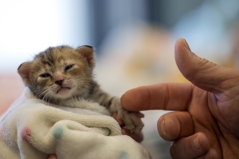 Animal Welfare League of Arlington, VA