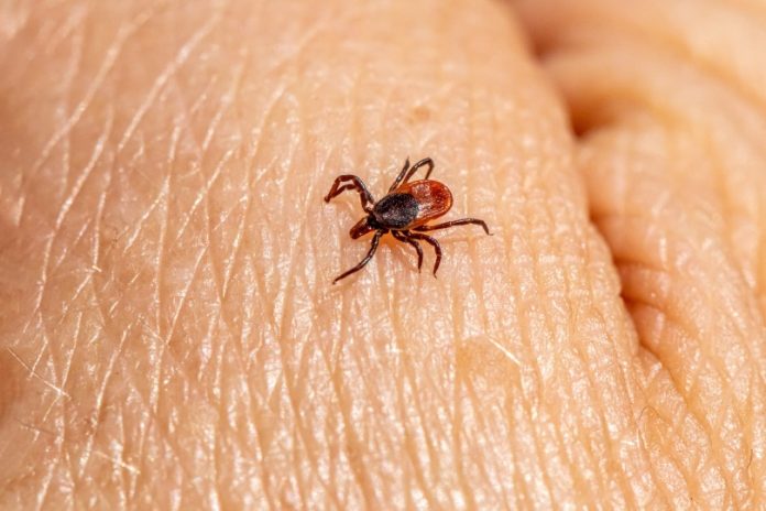 Deer ticks carry Lyme disease