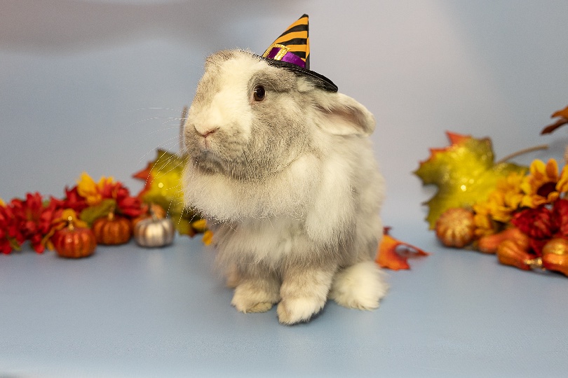 AWLA_Halloween_Bunny