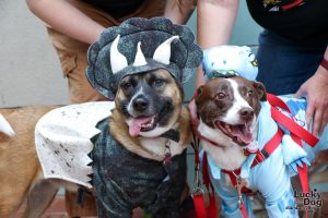 Lucky Dog Animal Rescue Halloween