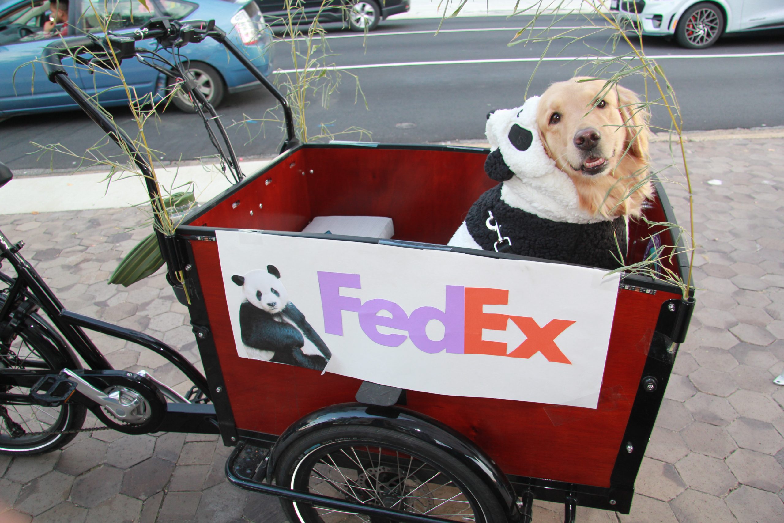 Halloween for dogs