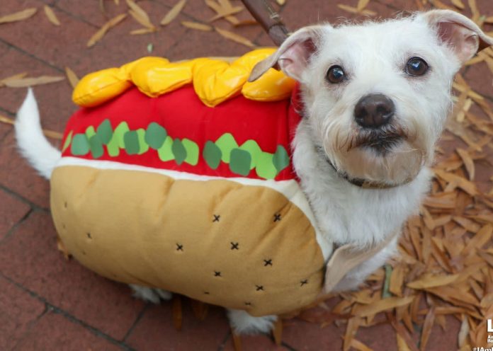Dogma Bakery Lucky Dog Animal Rescue Halloween