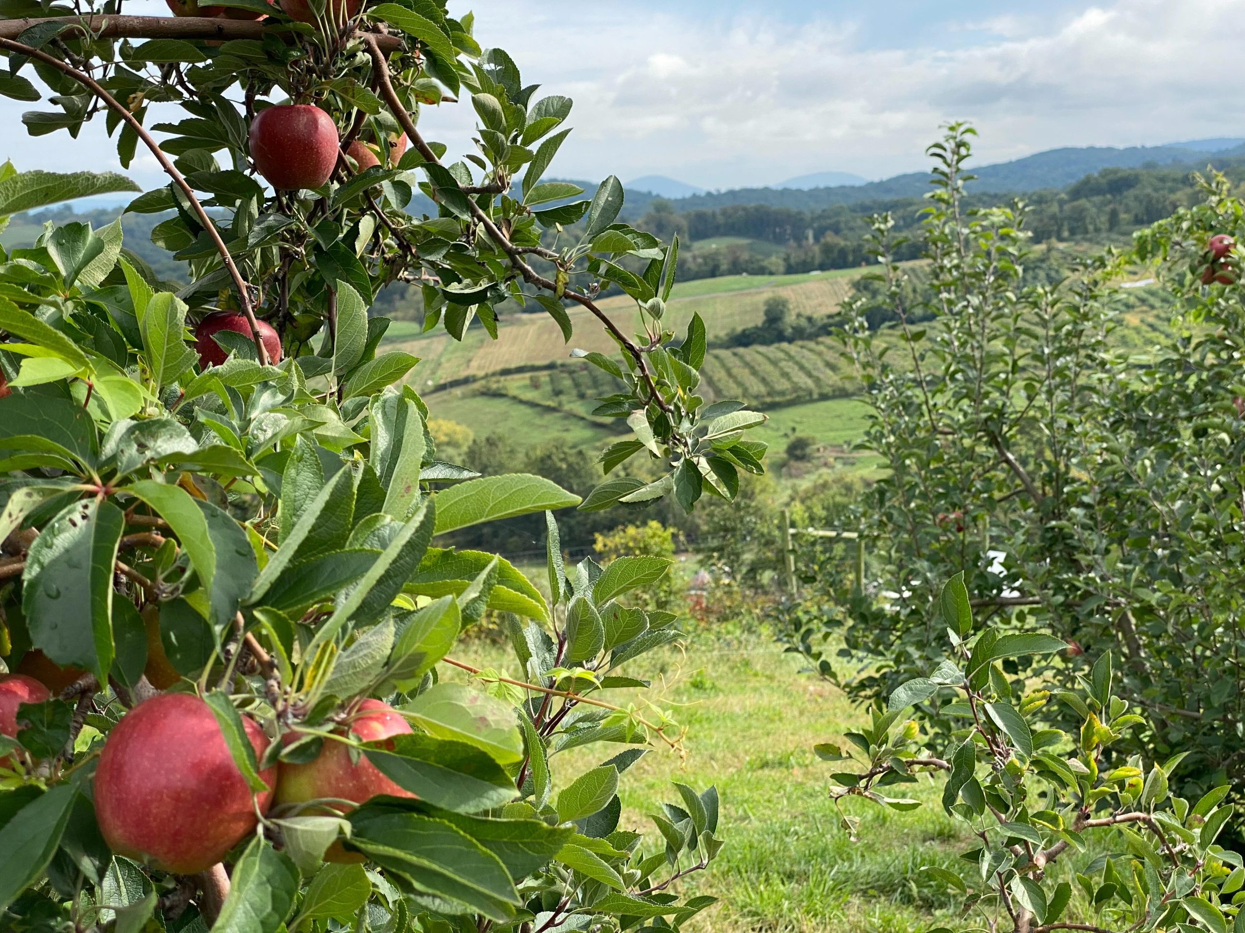 Where to Pick Your Own Apples in the D.C. Area
