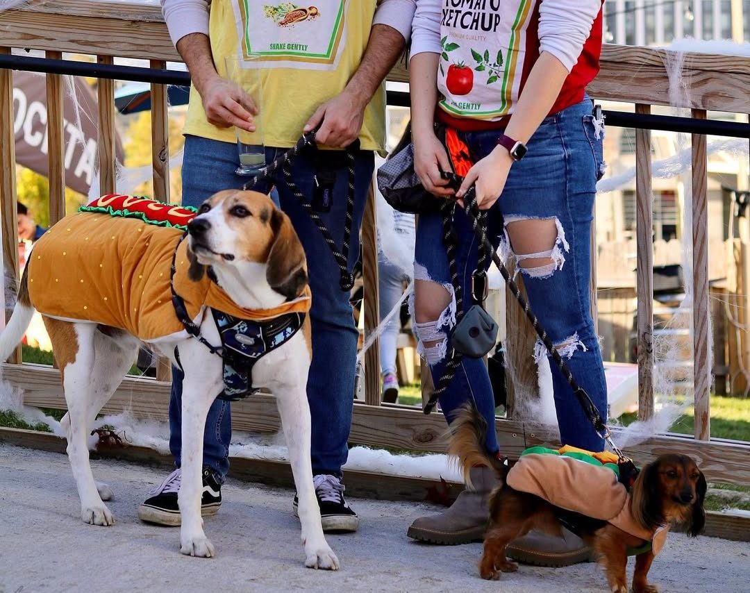 Halloween for dogs