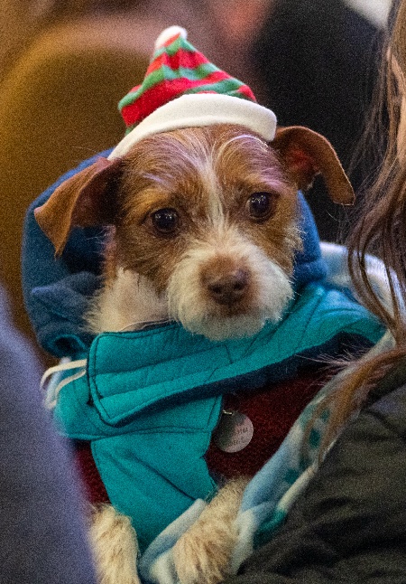 Santa_Paws_Yappy_Hour_2