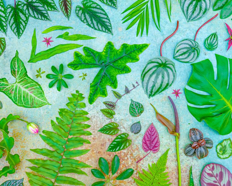 Merrifield Garden Center