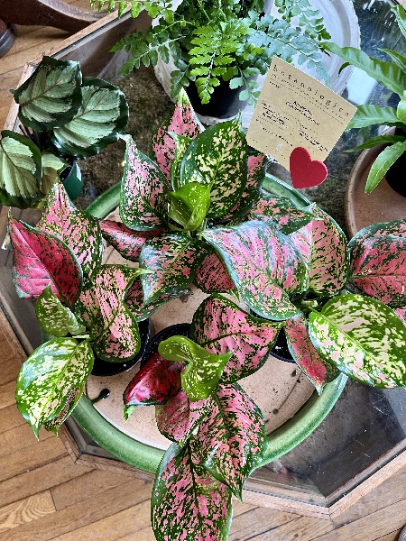 Botanologica_valentine_plant