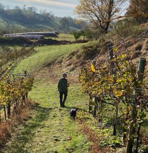 Toll Gate Farm & Vineyards