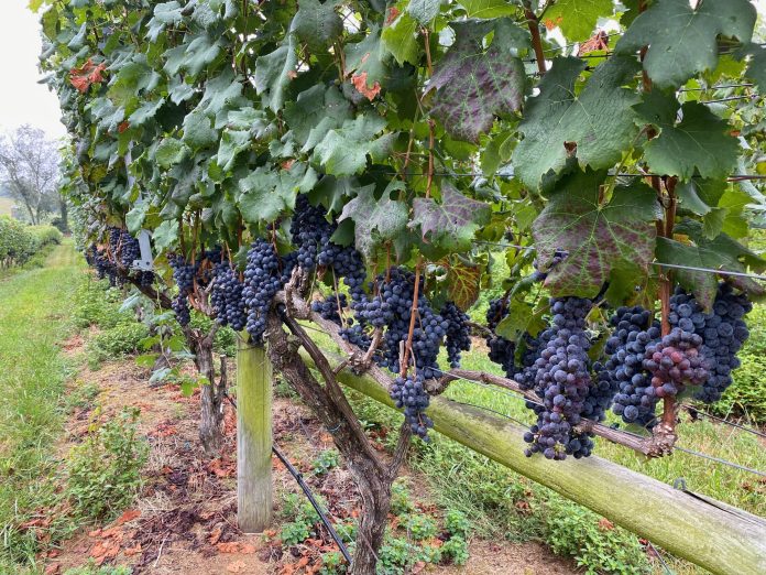 Toll Gate Farm & Vineyards