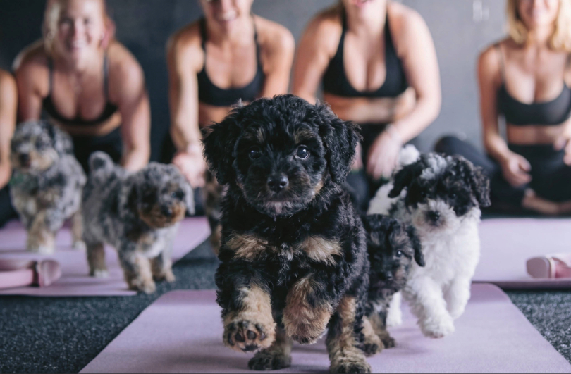 puppies_and_pilates_mat