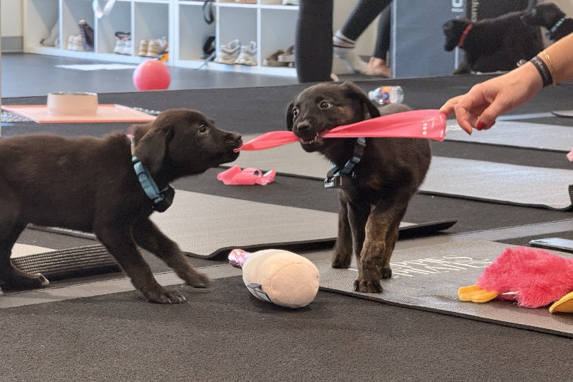 puppies_and_pilates_play