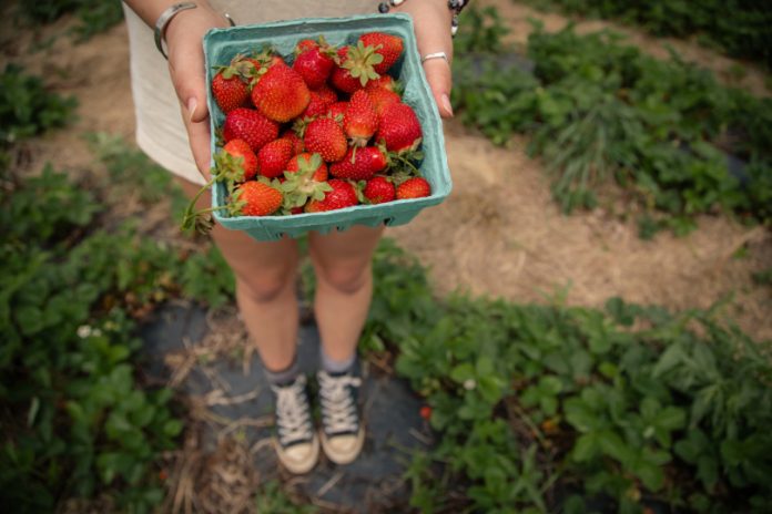 Great_Country_Farms_strawberries