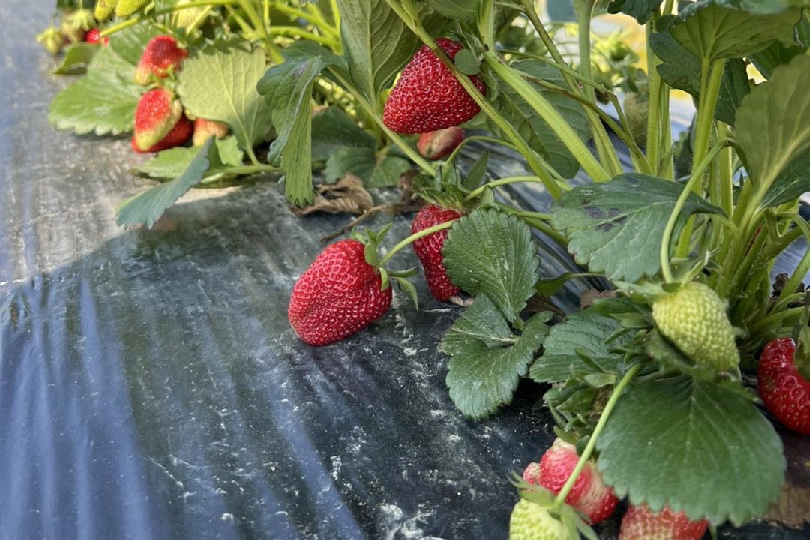 miller_farms_strawberries