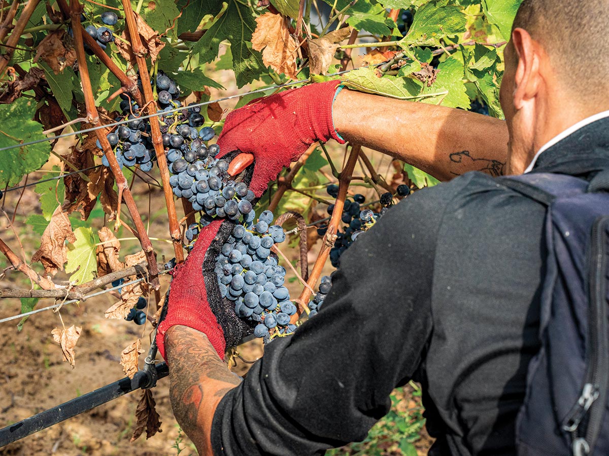 Bellet Vineyards
