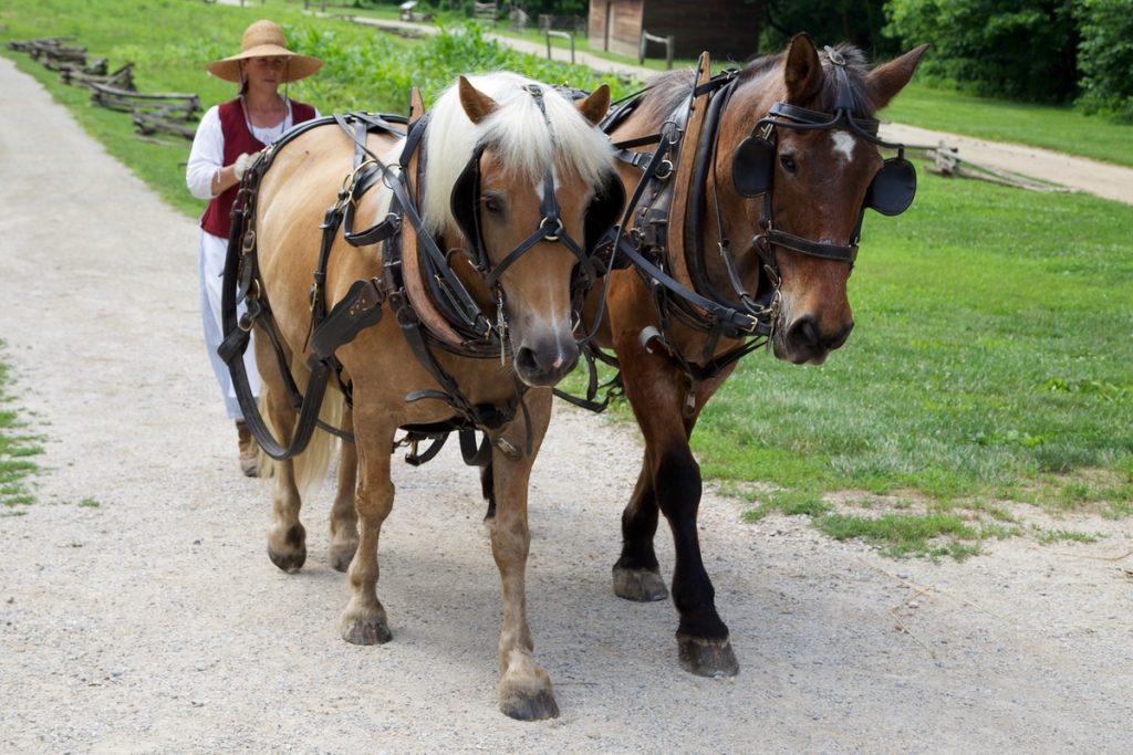 Fall Festivals Around Arlington, VA