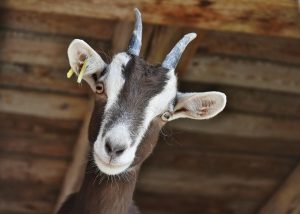 Goatoberfest at Screaming Goat Farm and Brewery