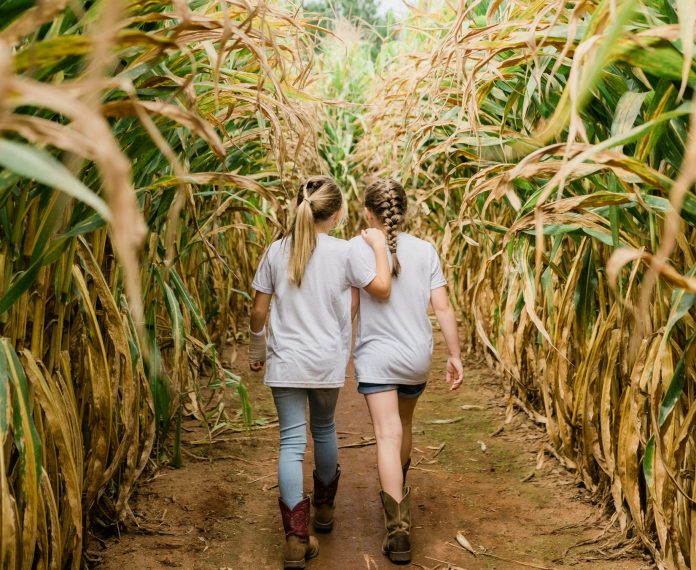 Corn maze