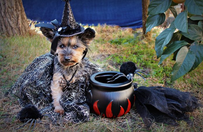 Dog in Halloween witch costume